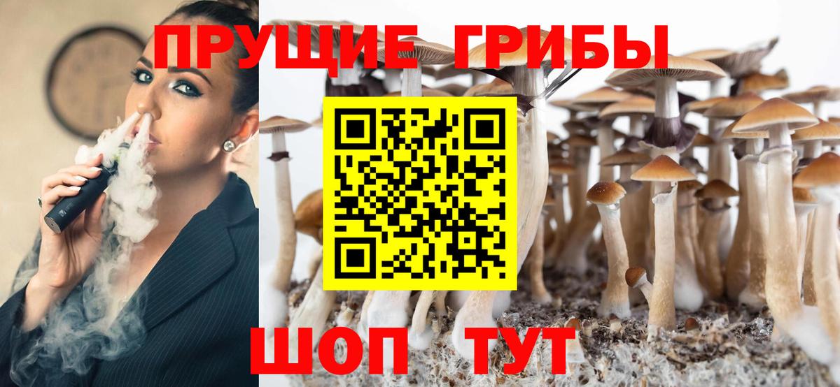 Псилоцибиновые грибы Psilocybine cubensis Северобайкальск